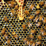 Miel de abejas